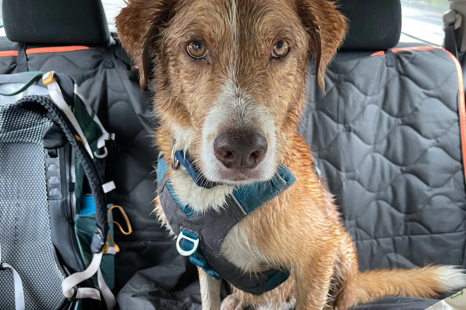 Wet dog sitting in Shodu Waterproof Dog Car Seat Cover