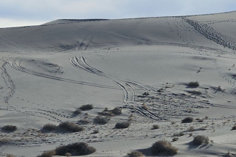 Help Catch National Park Vandal: NPS Seeks Info on Driver Who Thrashed ‘Eureka Dunes’