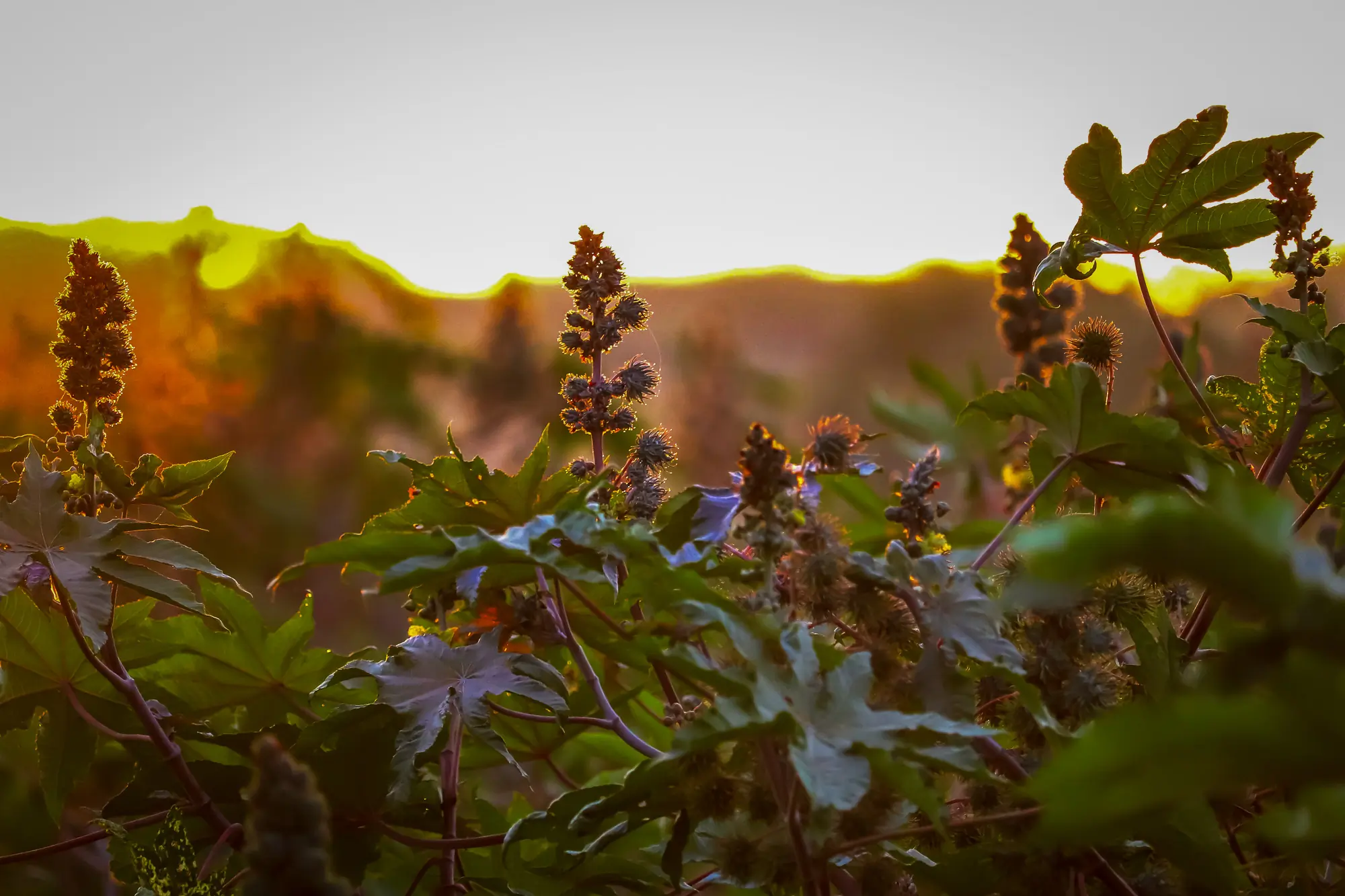 Castor plant