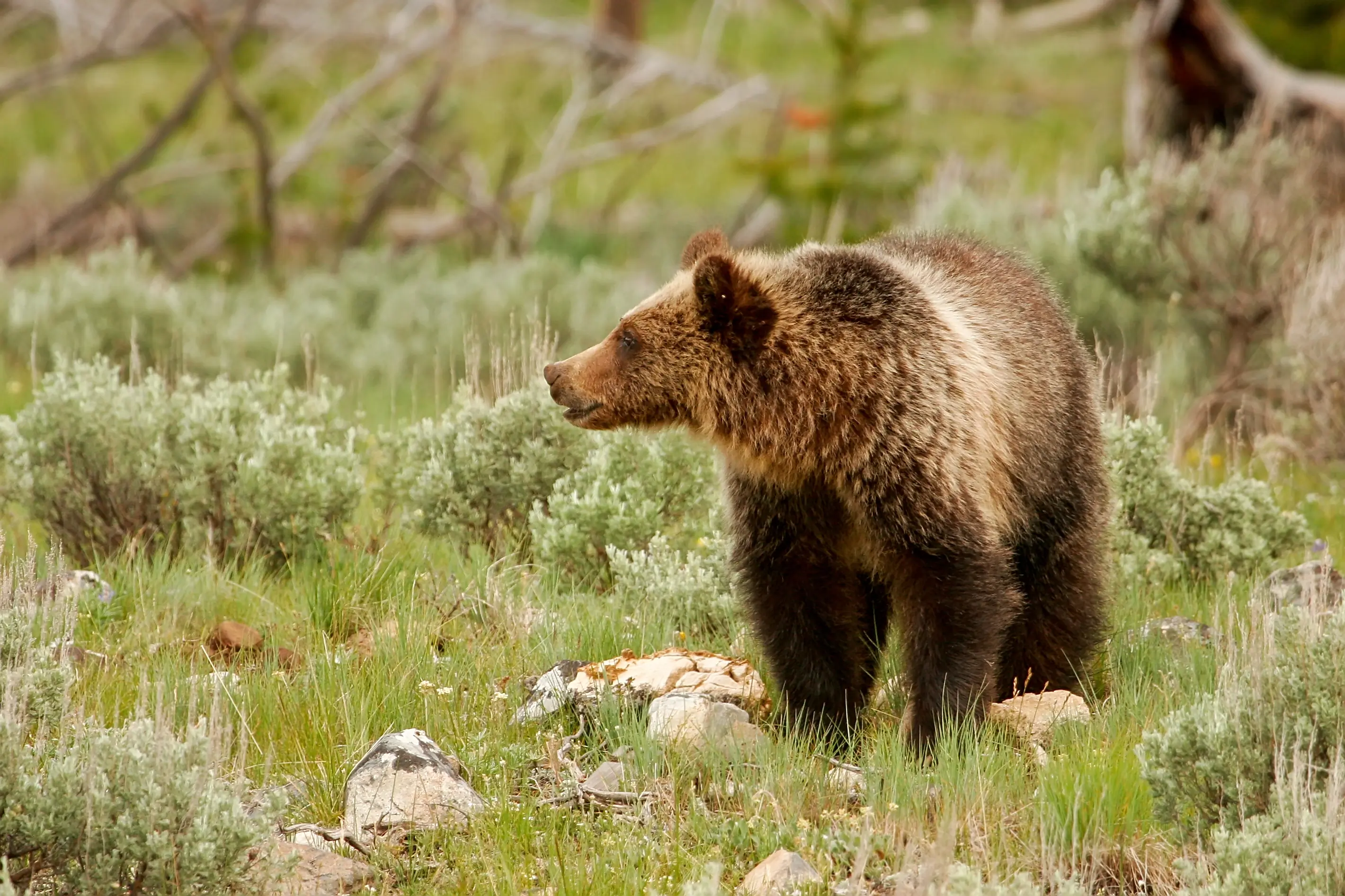 Yellowstone Grizzly