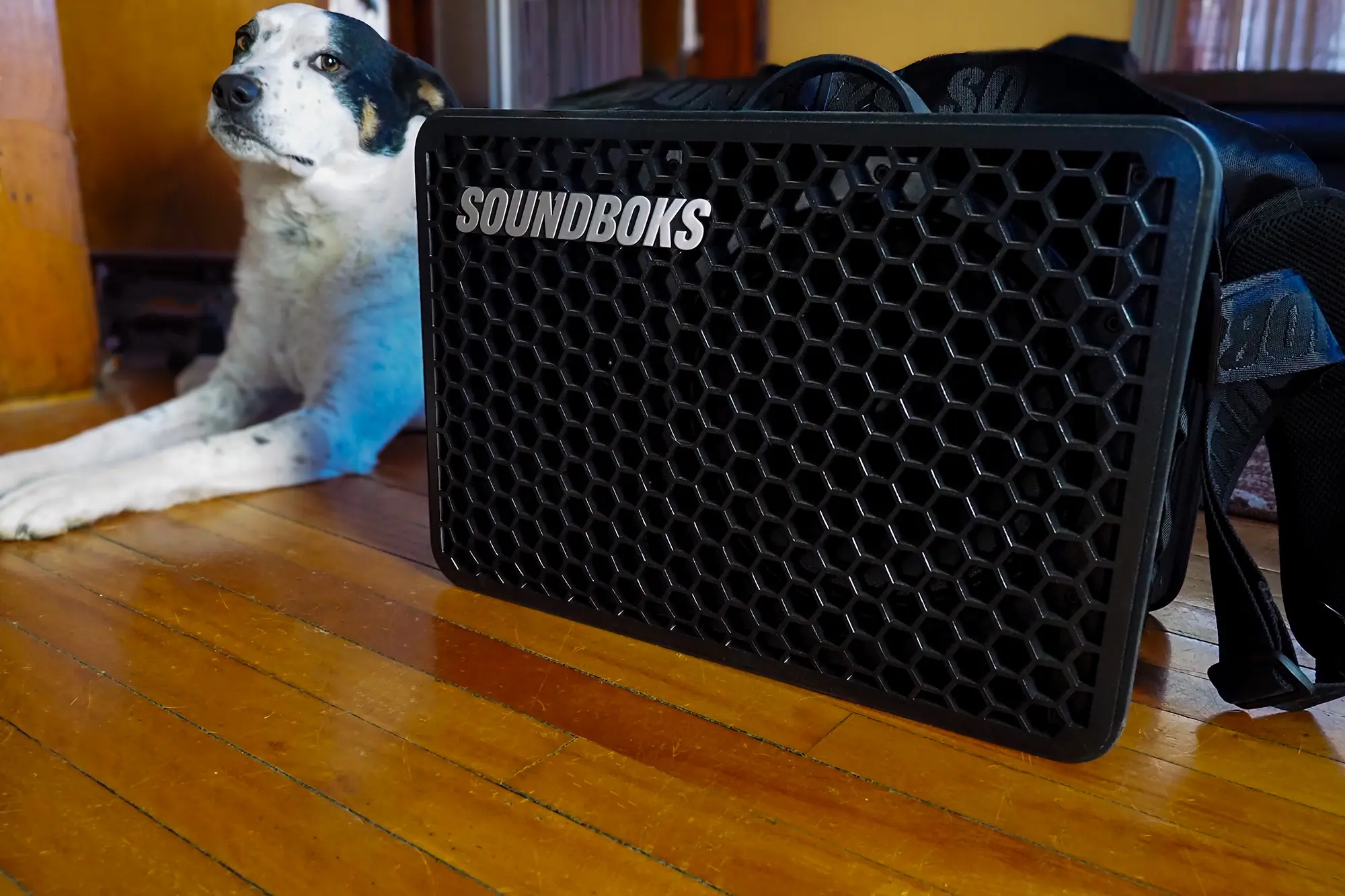 soundboks go with dog inside