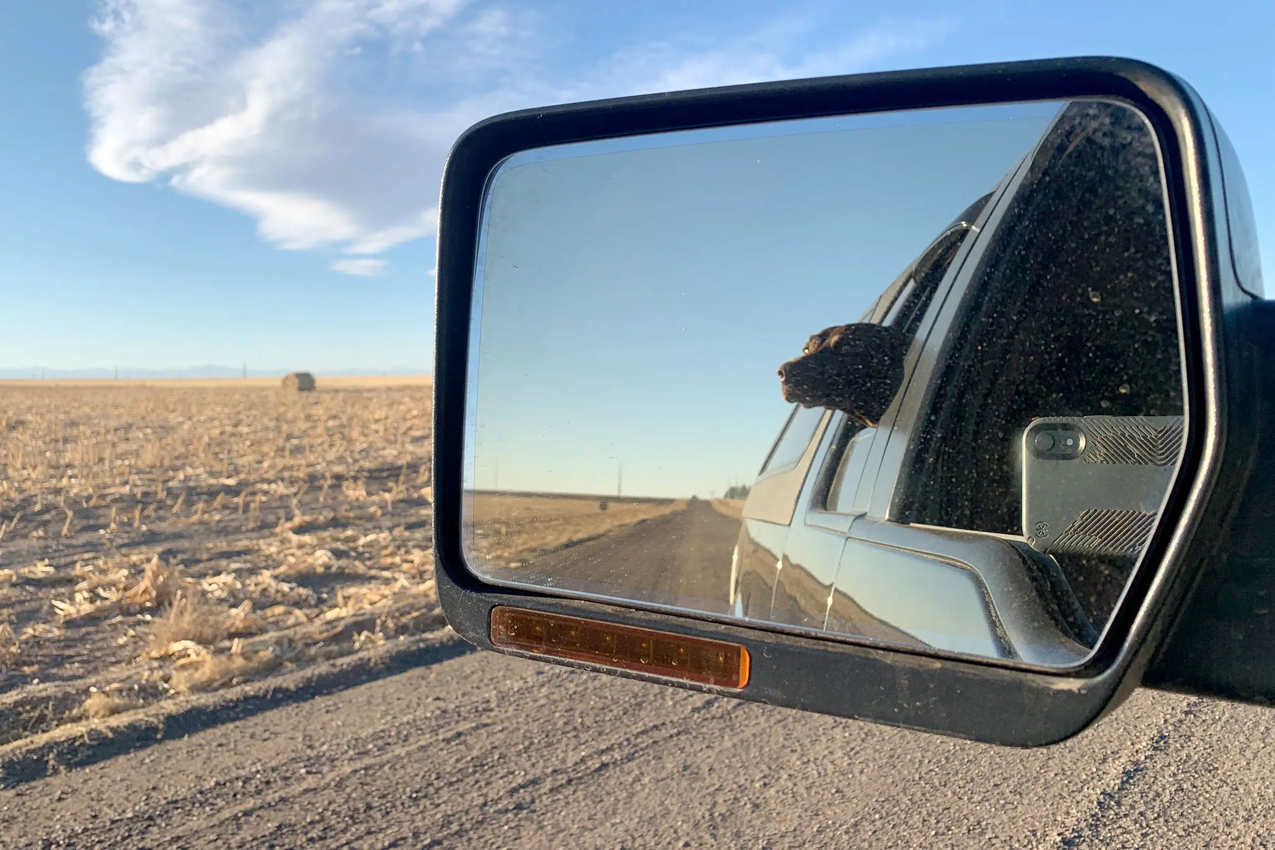 Dog in review mirror