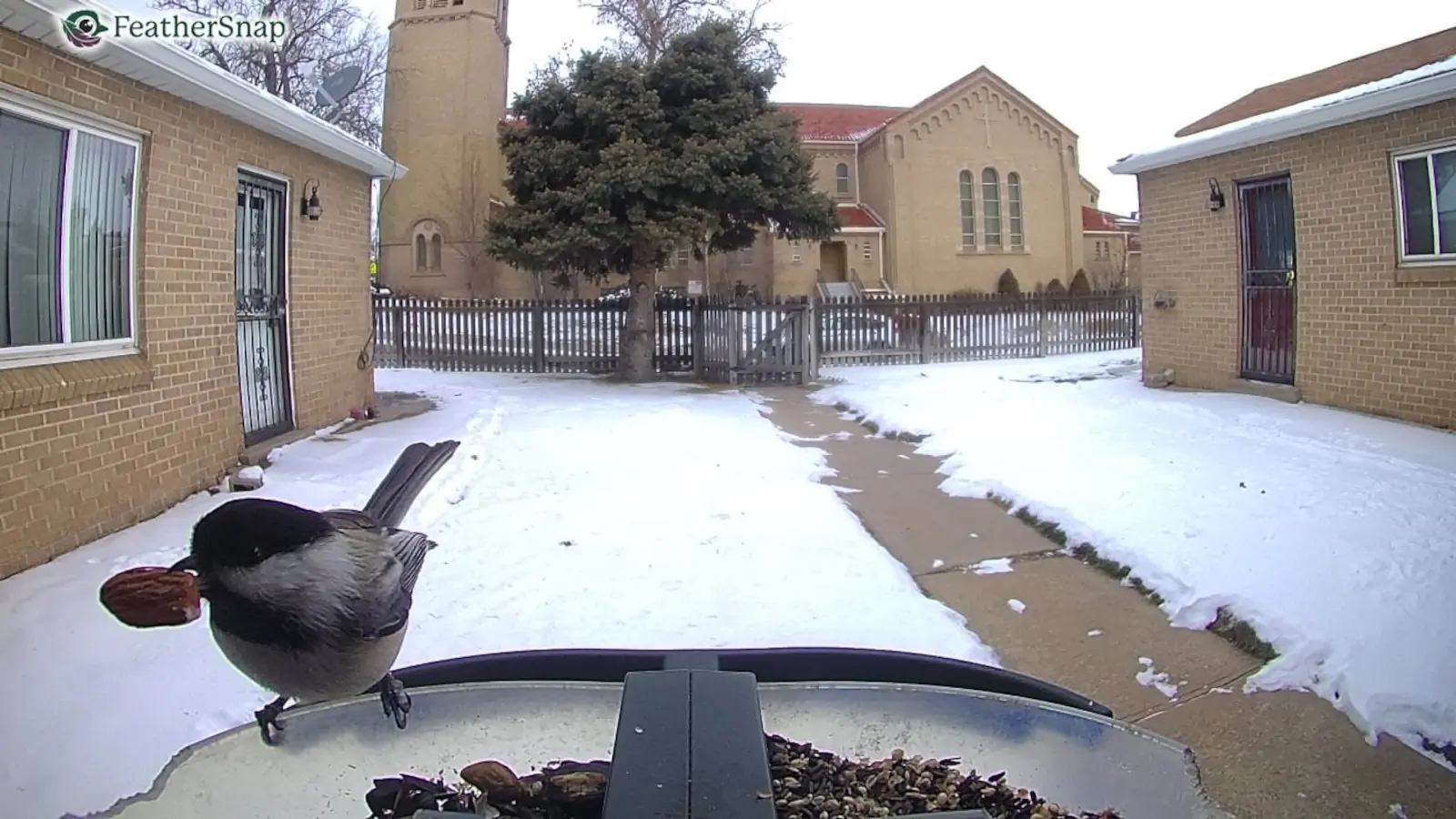 FeatherSnap Review GearJunkie chickadee with nut MT Elliott