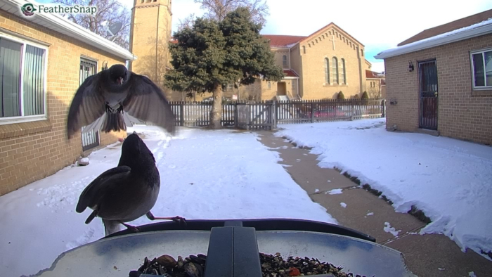 FeatherSnap Review GearJunkie junco fight MT Elliott