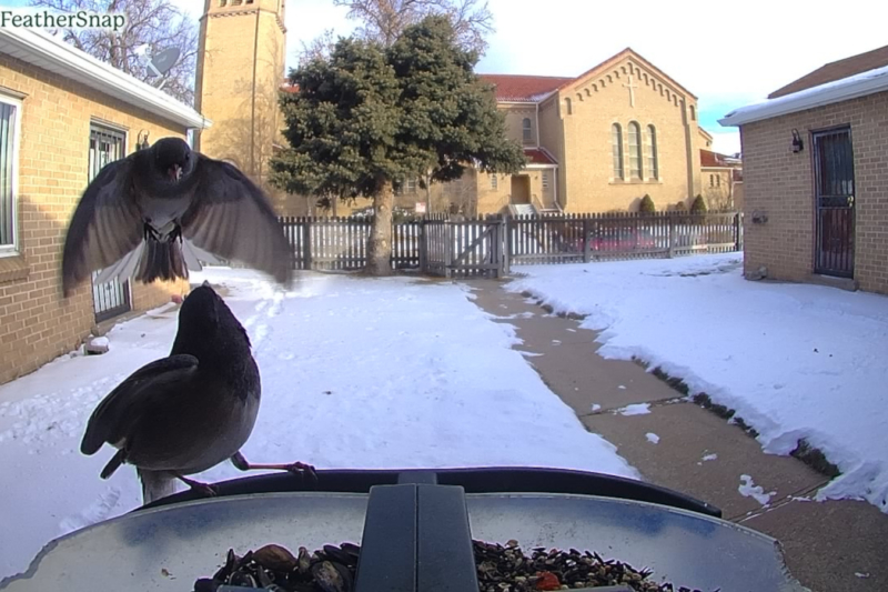 AI Bird Feeder IDs, Takes Pics: FeatherSnap Scout Review