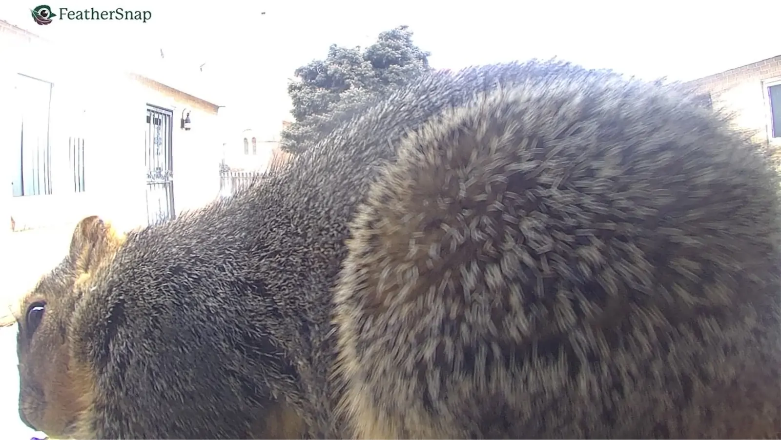 FeatherSnap versus the evil squirrels