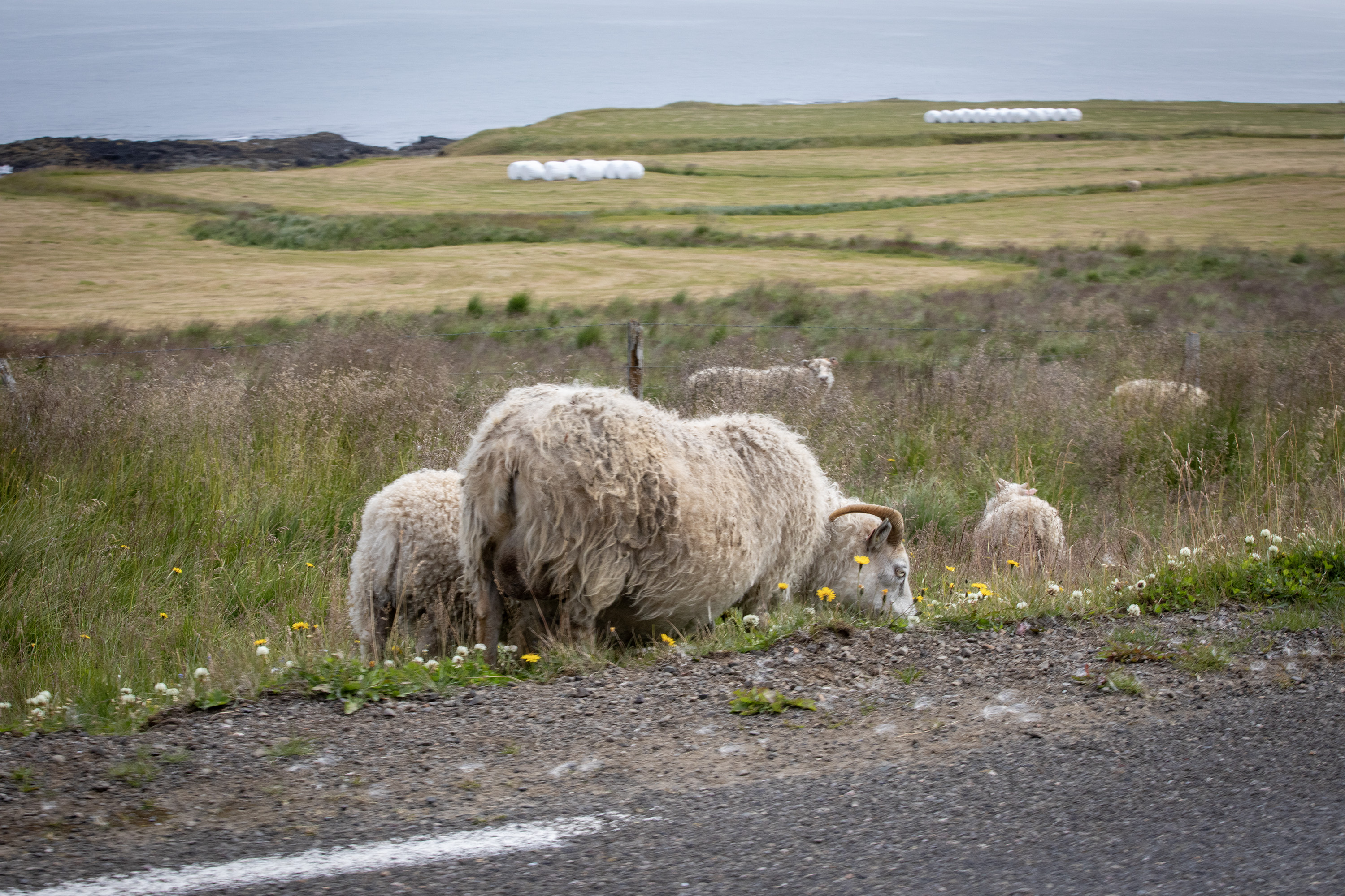 Sheep On The Side of the Road
