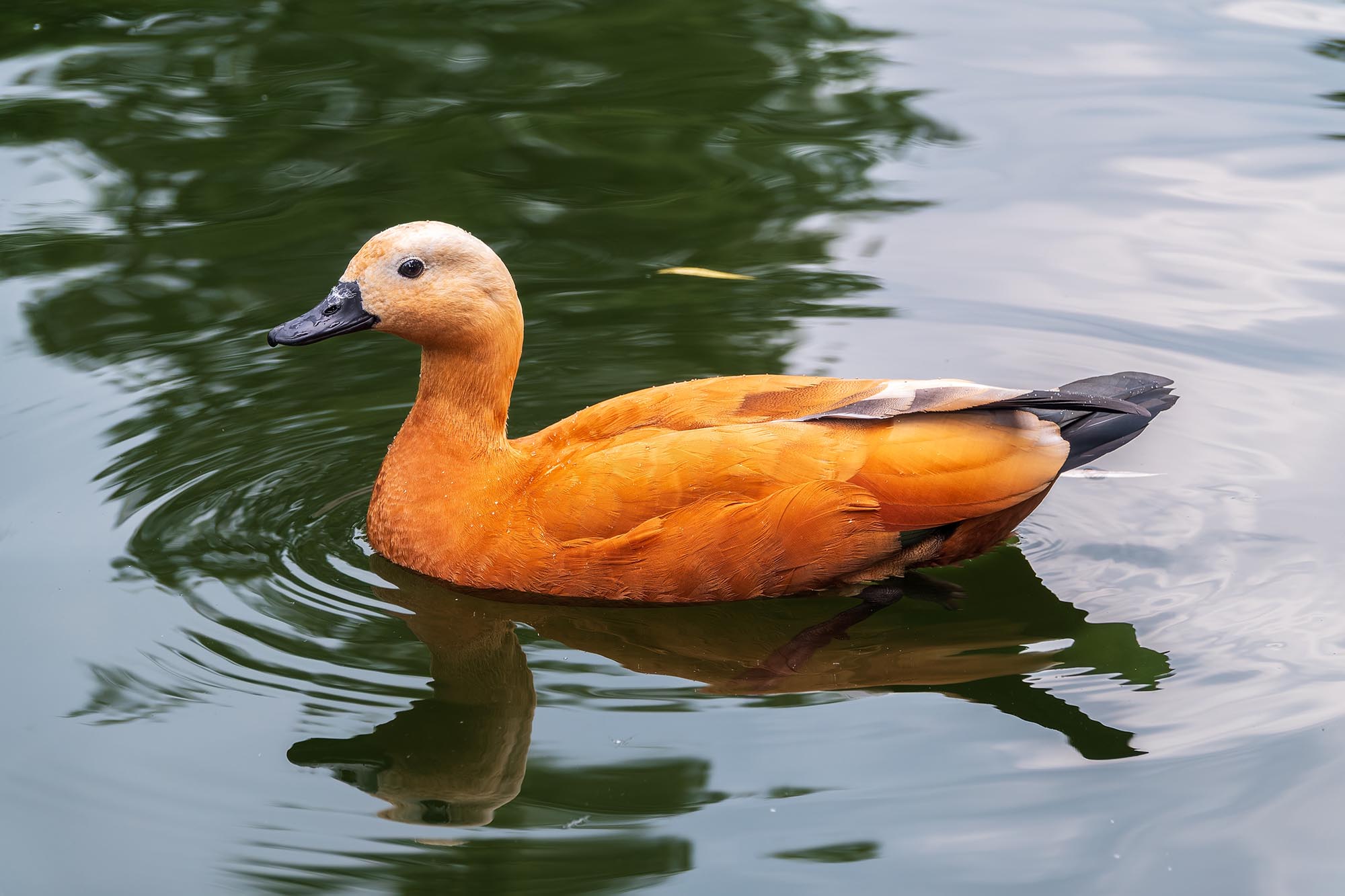 Ruddy,Shelduck,,Or,Red,Duck,,Lat.,Tadorna,Ferruginea,,Swimming,On