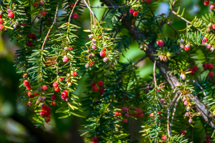 Japanese yew, Montana Elk