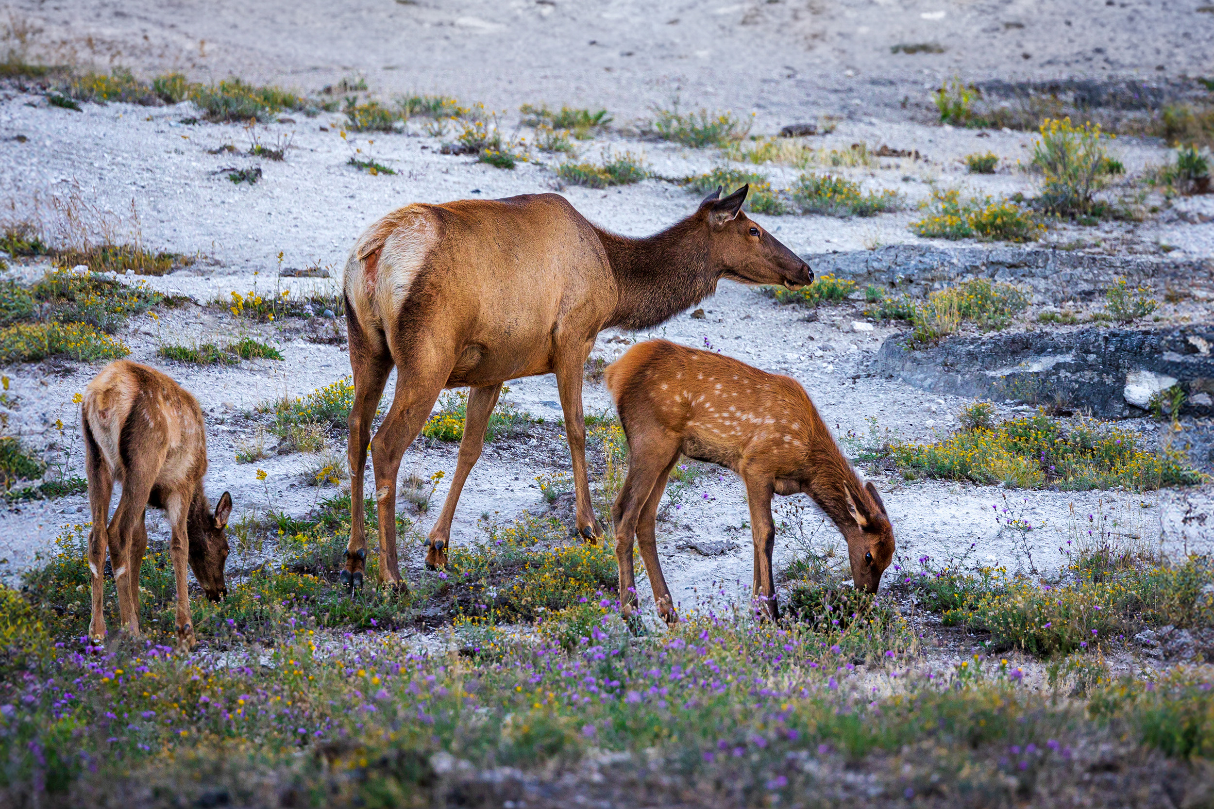 Elk Calves