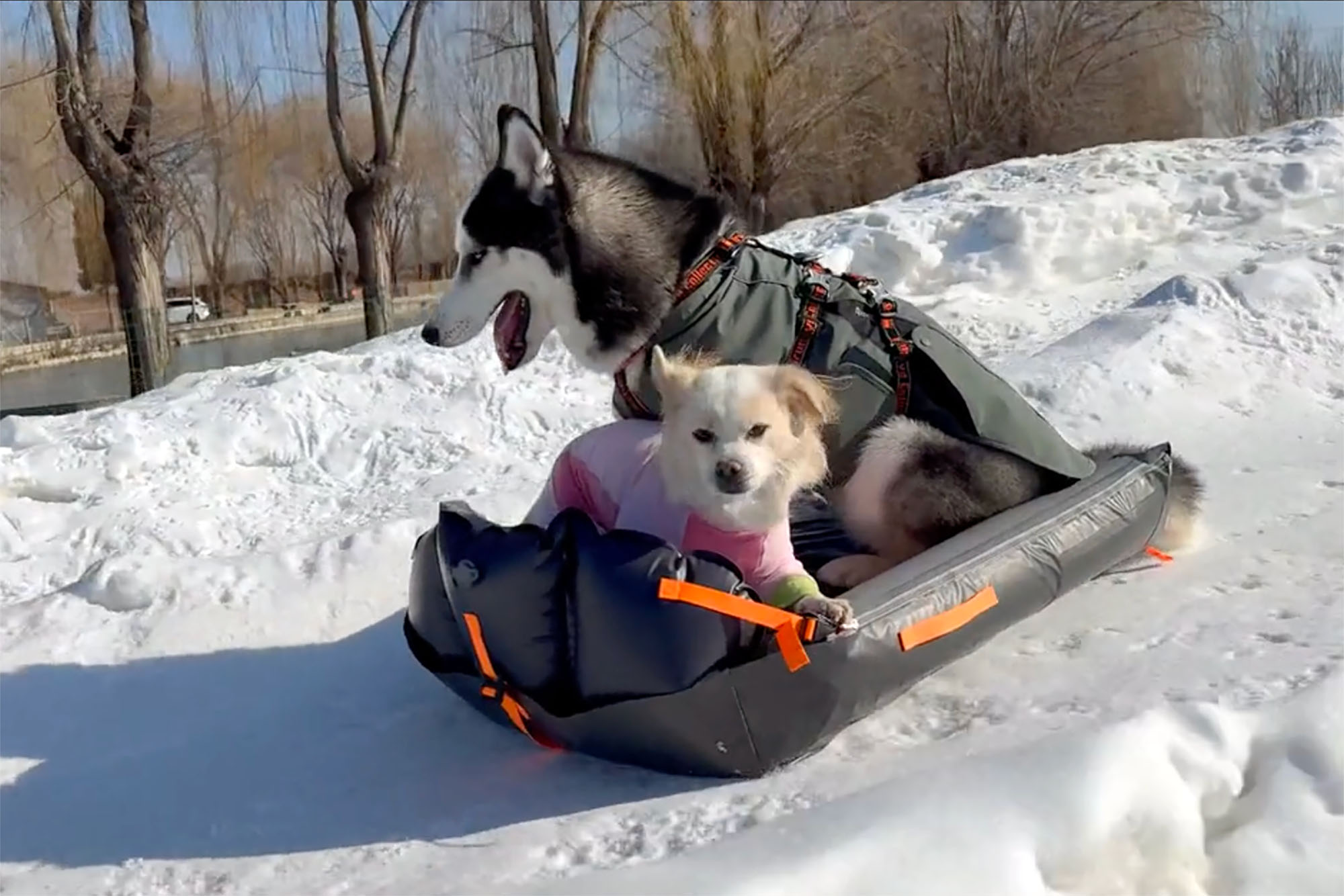 snow sledding dogs airpad outdog