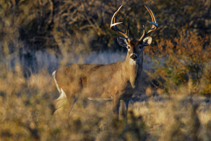 Texas White-tailed Deer