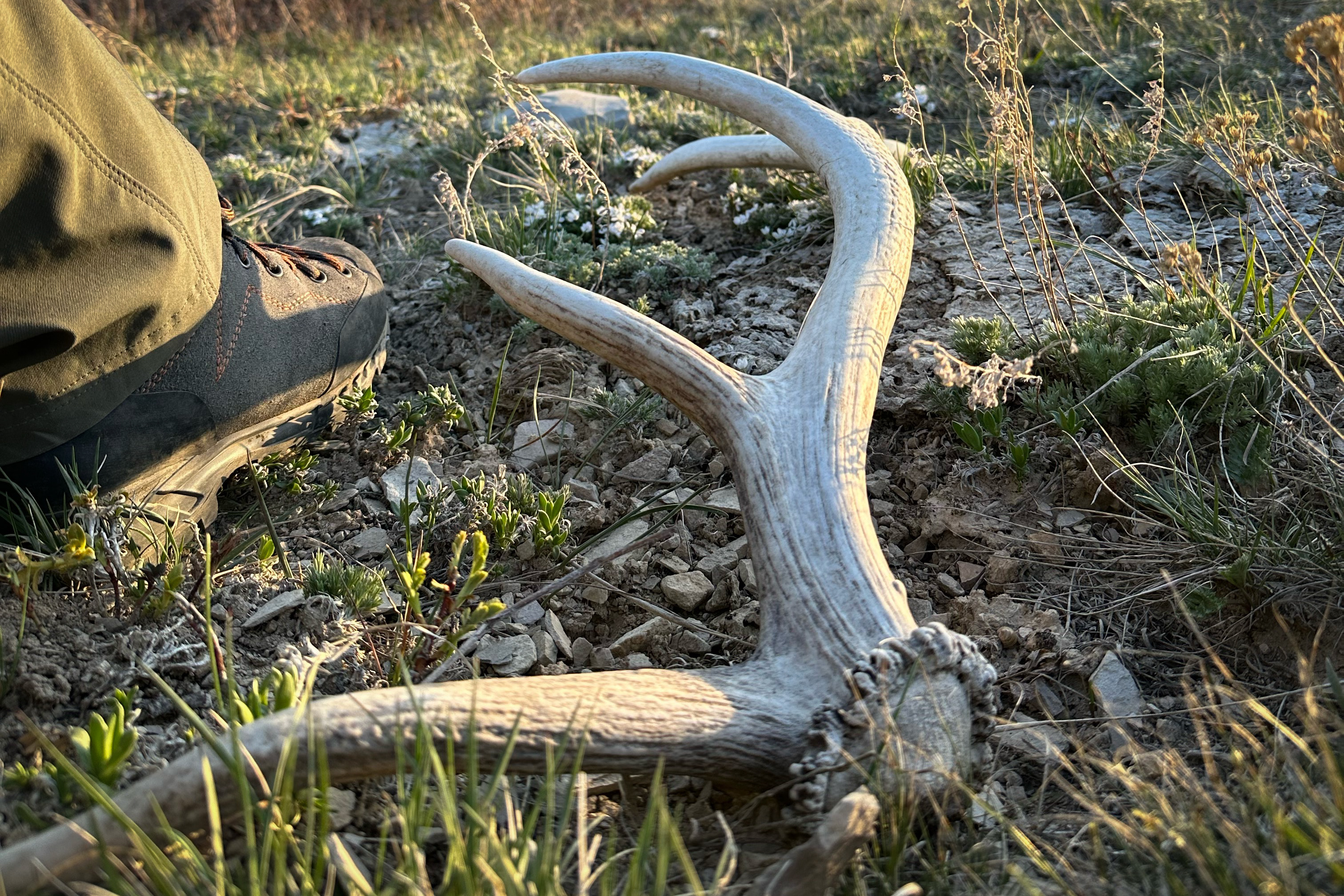Elk Shed