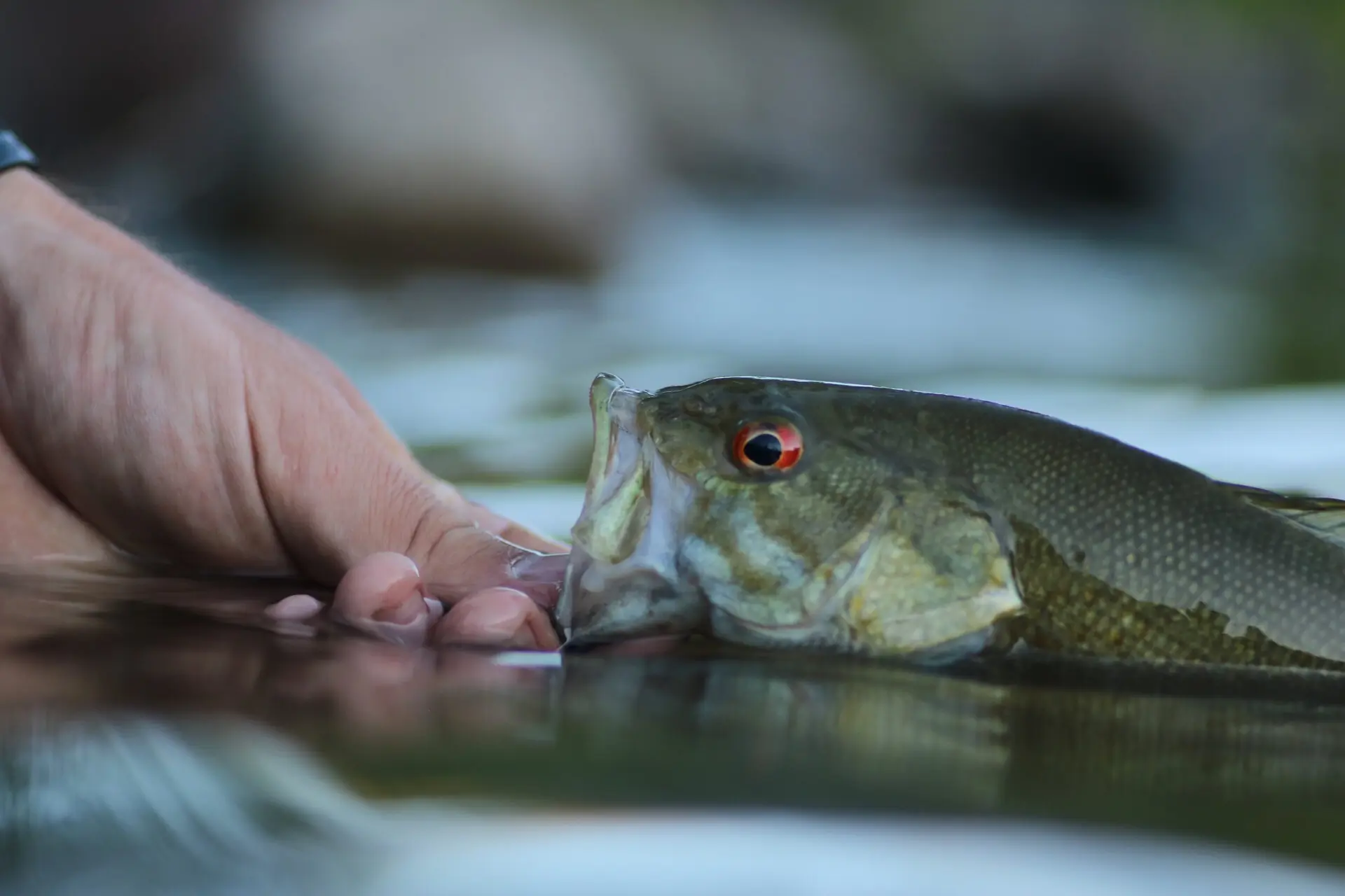 A bass being held in the water.