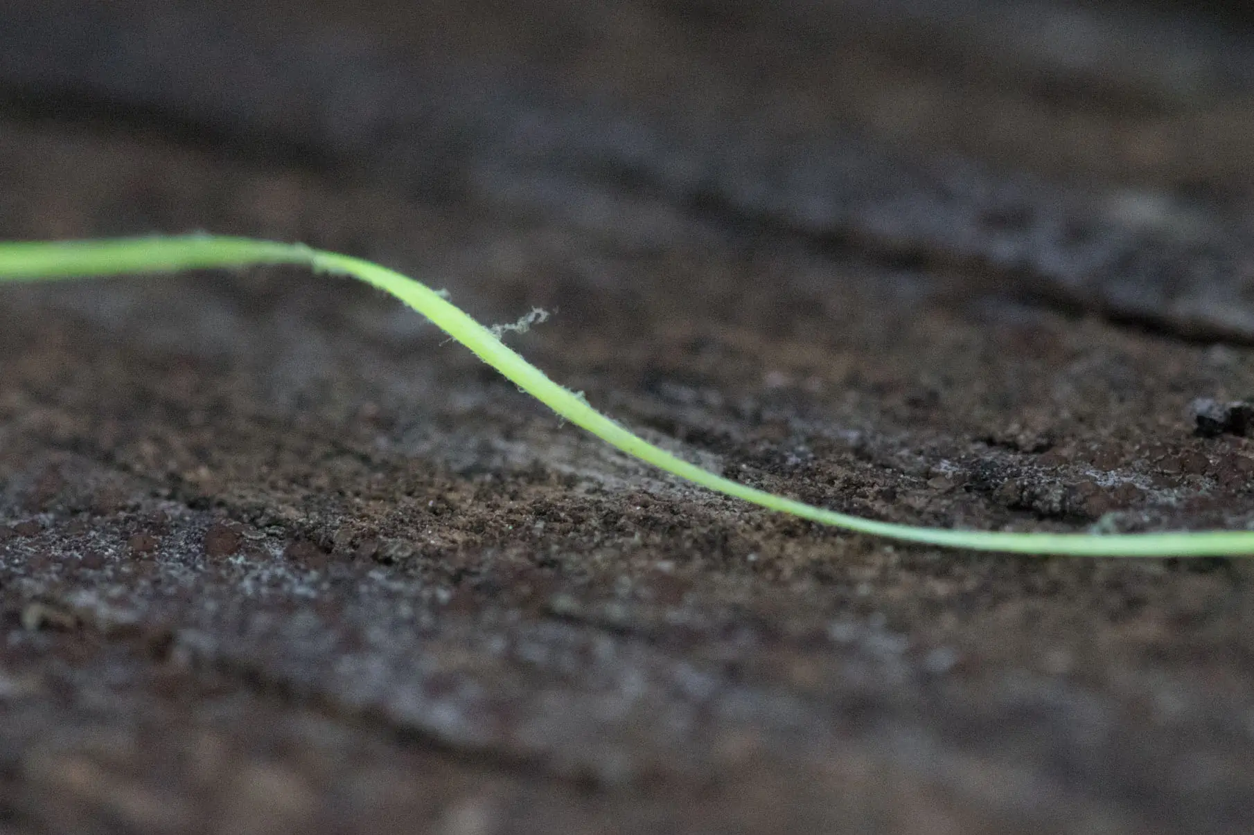 Berkley Forward Braid frayed after being run over logs