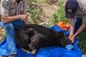 CPW officers relocate a bear