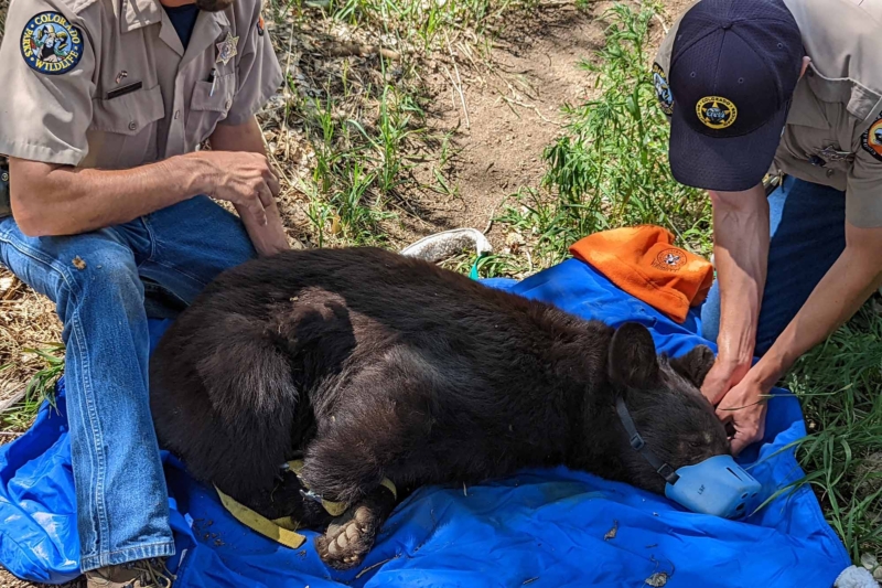 Rise in Bear-Human Conflicts Prompts CO Authorities to Talk Trash