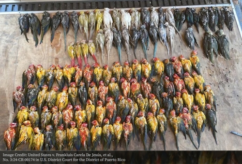 Recovered dead birds from the failed smuggling operation