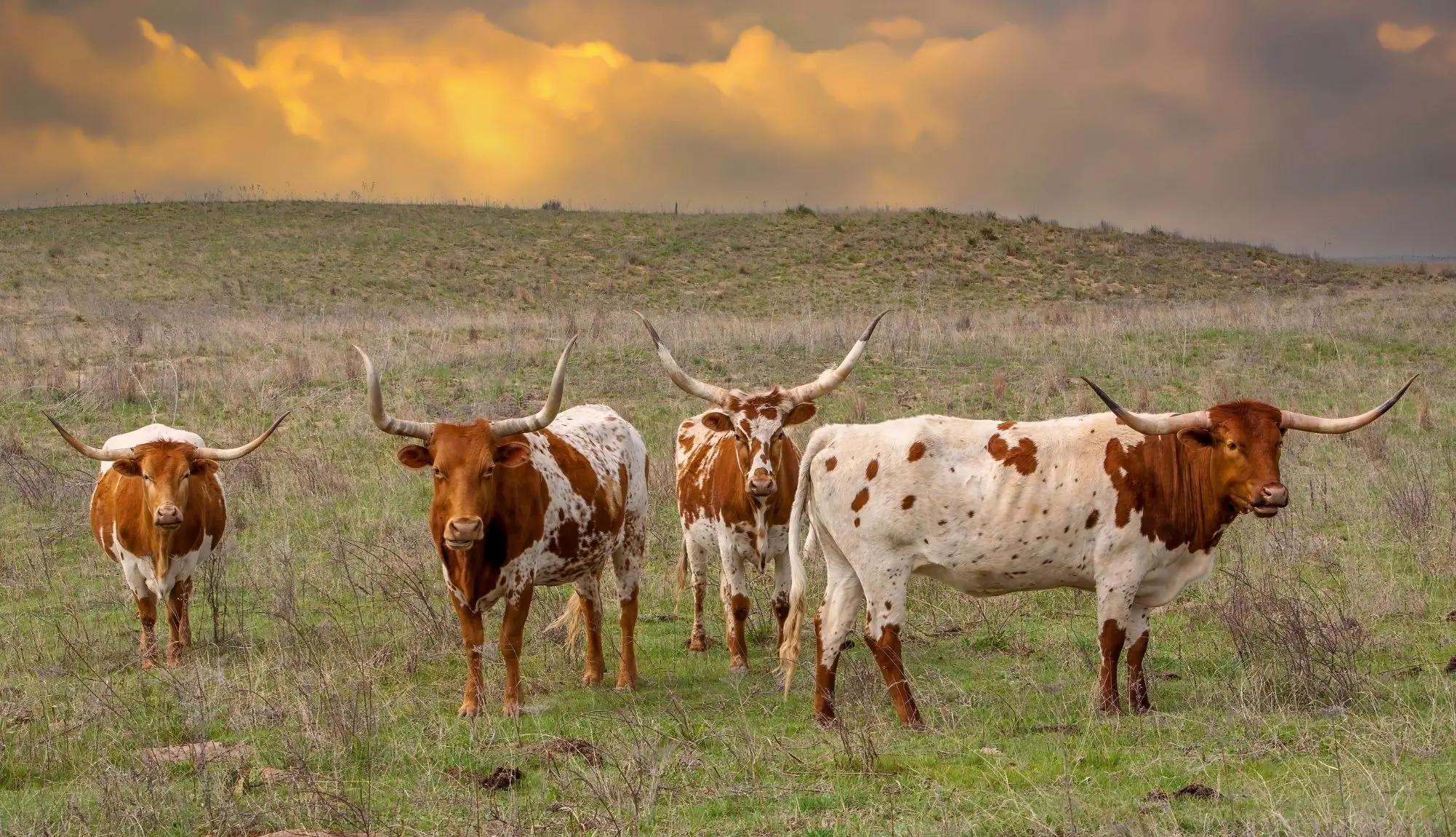 Texas longhorn herd