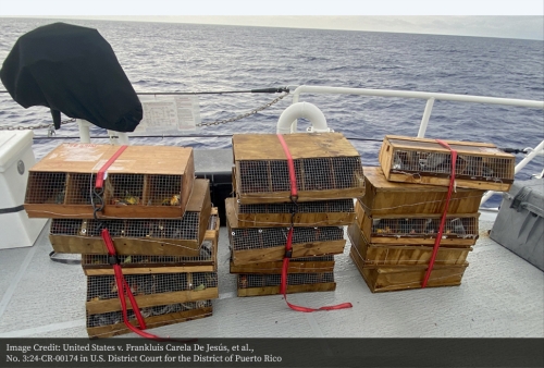 Crates used in transportation by tropical bird smugglers