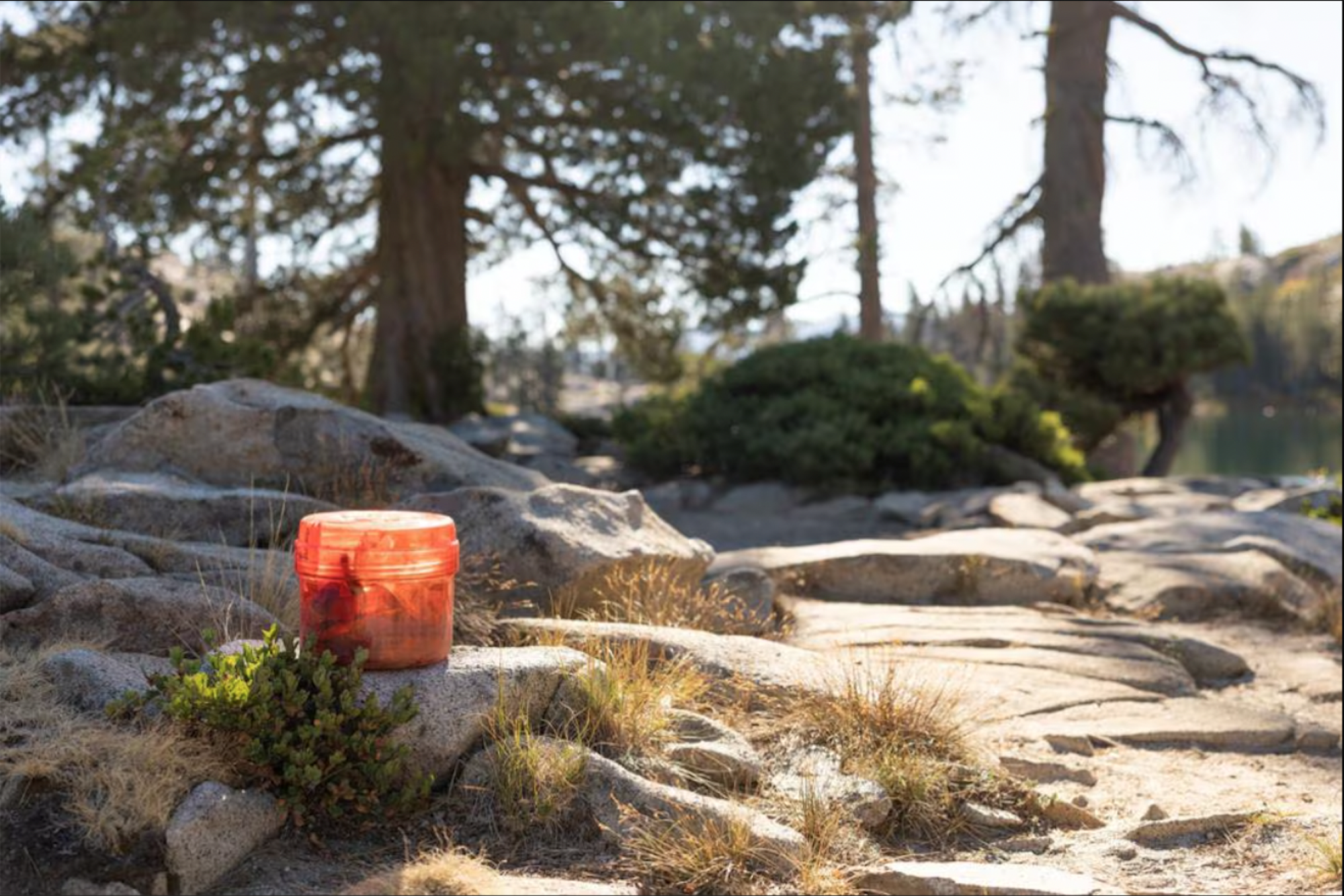 Orange bear cannister sitting on rock under trees