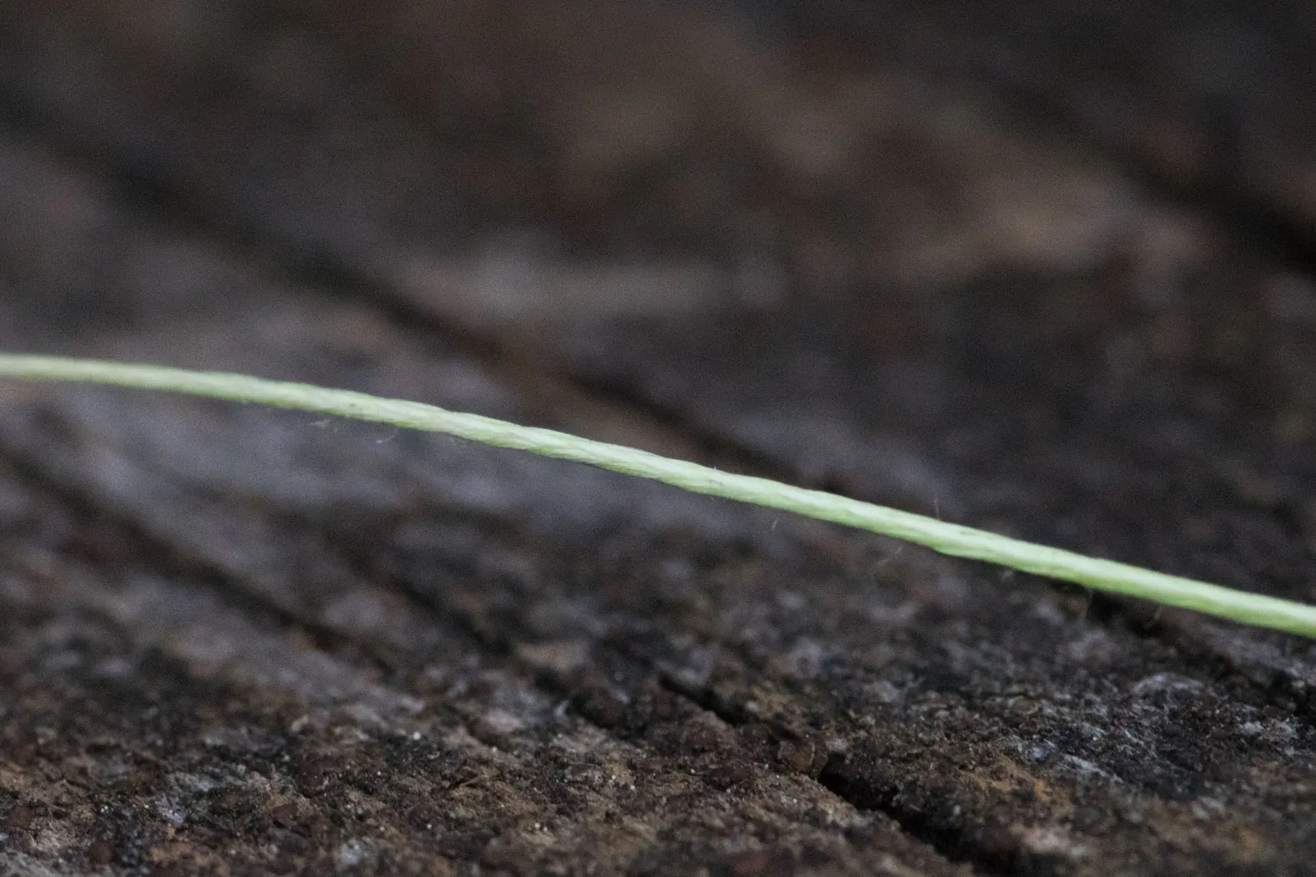 Seaguar Smackdown Braid frayed after being run over a log