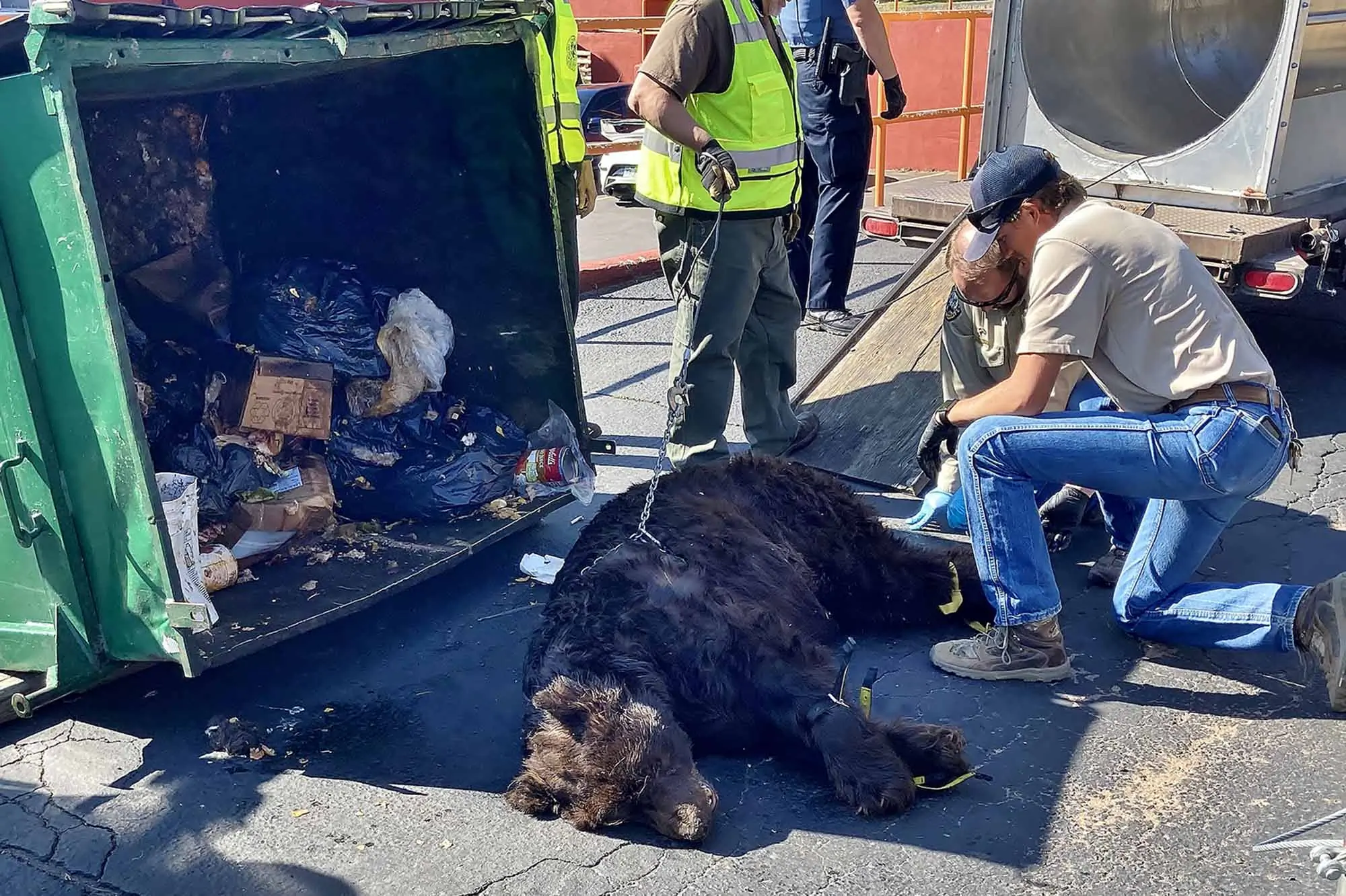 Sick bear from a Woodland Park dumpster