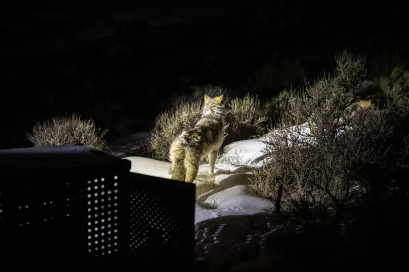 Feds Kill Reintroduced Colorado Wolf in Wyoming