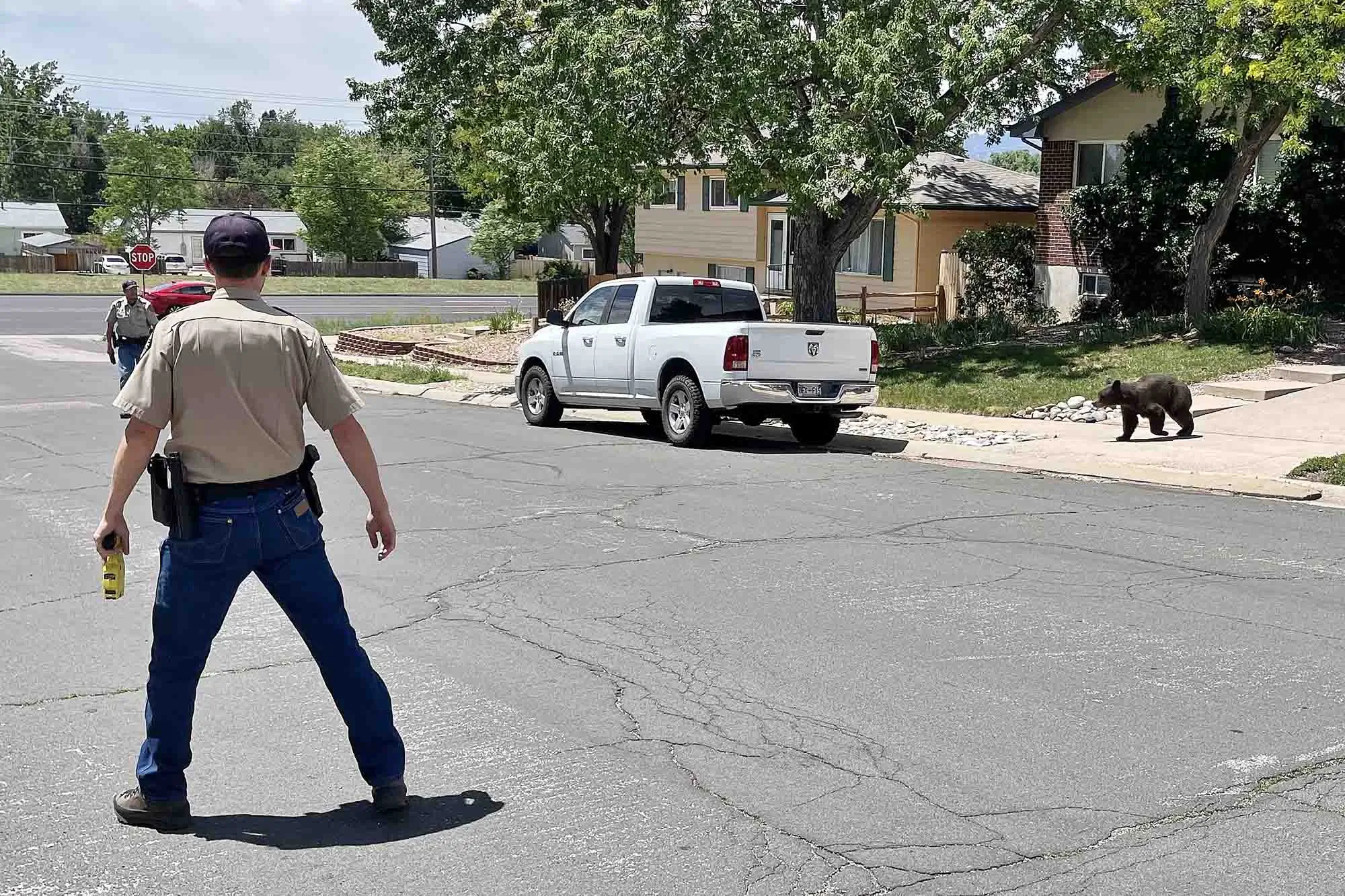 cpw officer bear neighborhood