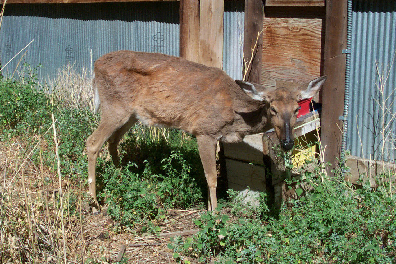 CWD DEER