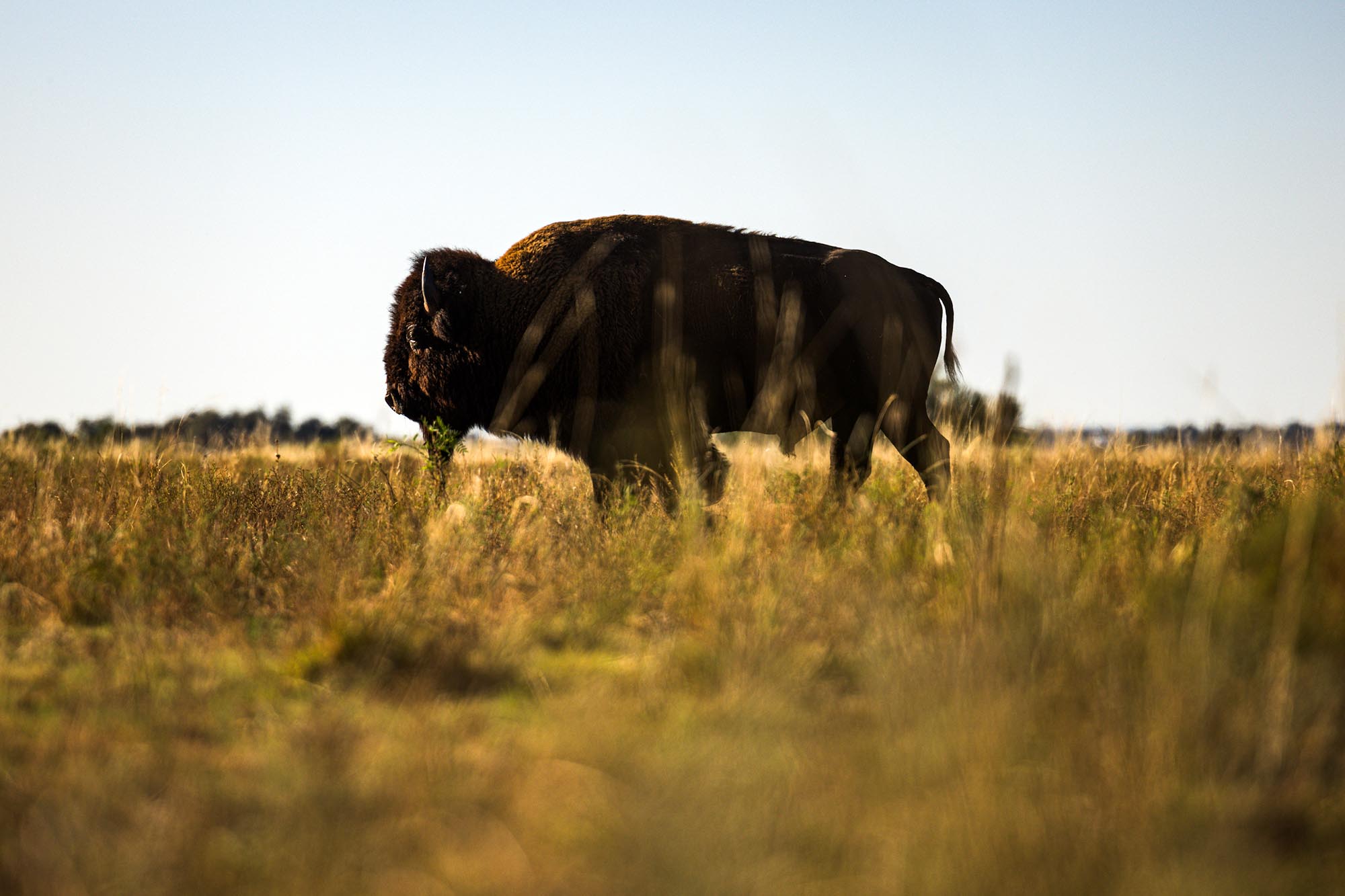 great plains gravel route bison photog jared foster