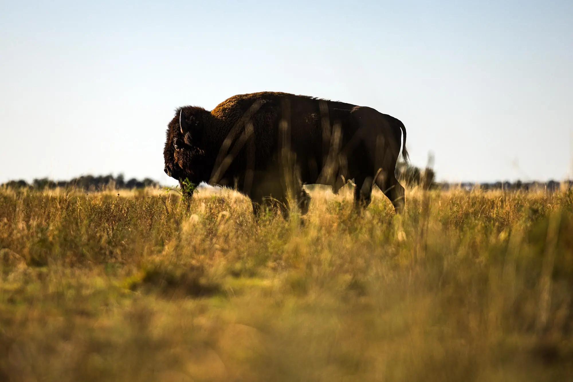 great plains gravel route bison photog jared foster