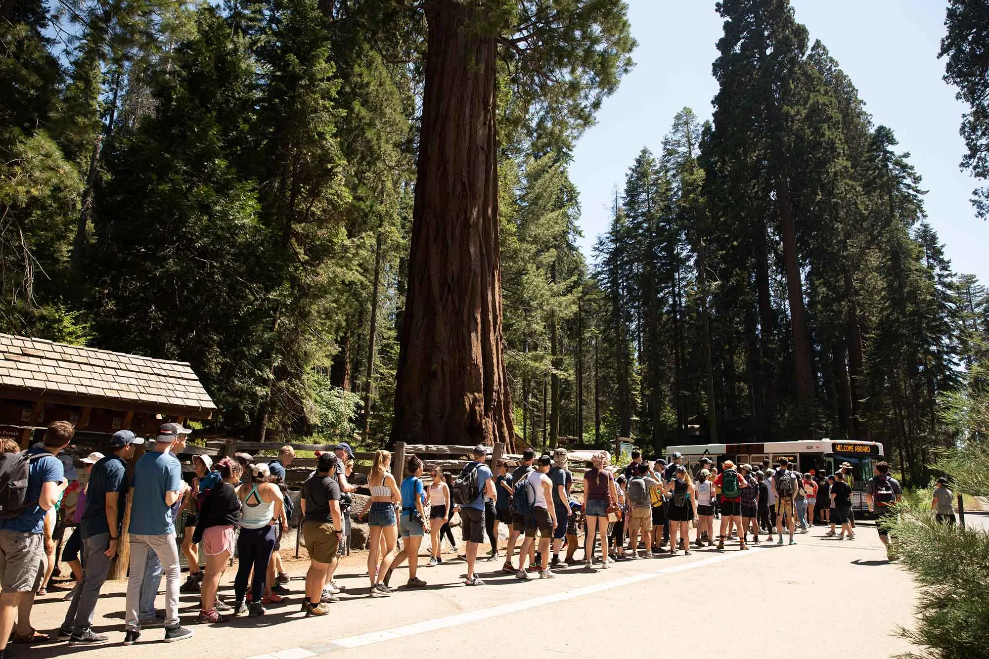 07/27/2019,-,Sequoia,Park,,Ca:,Tourists,And,Visitors,Wait,In