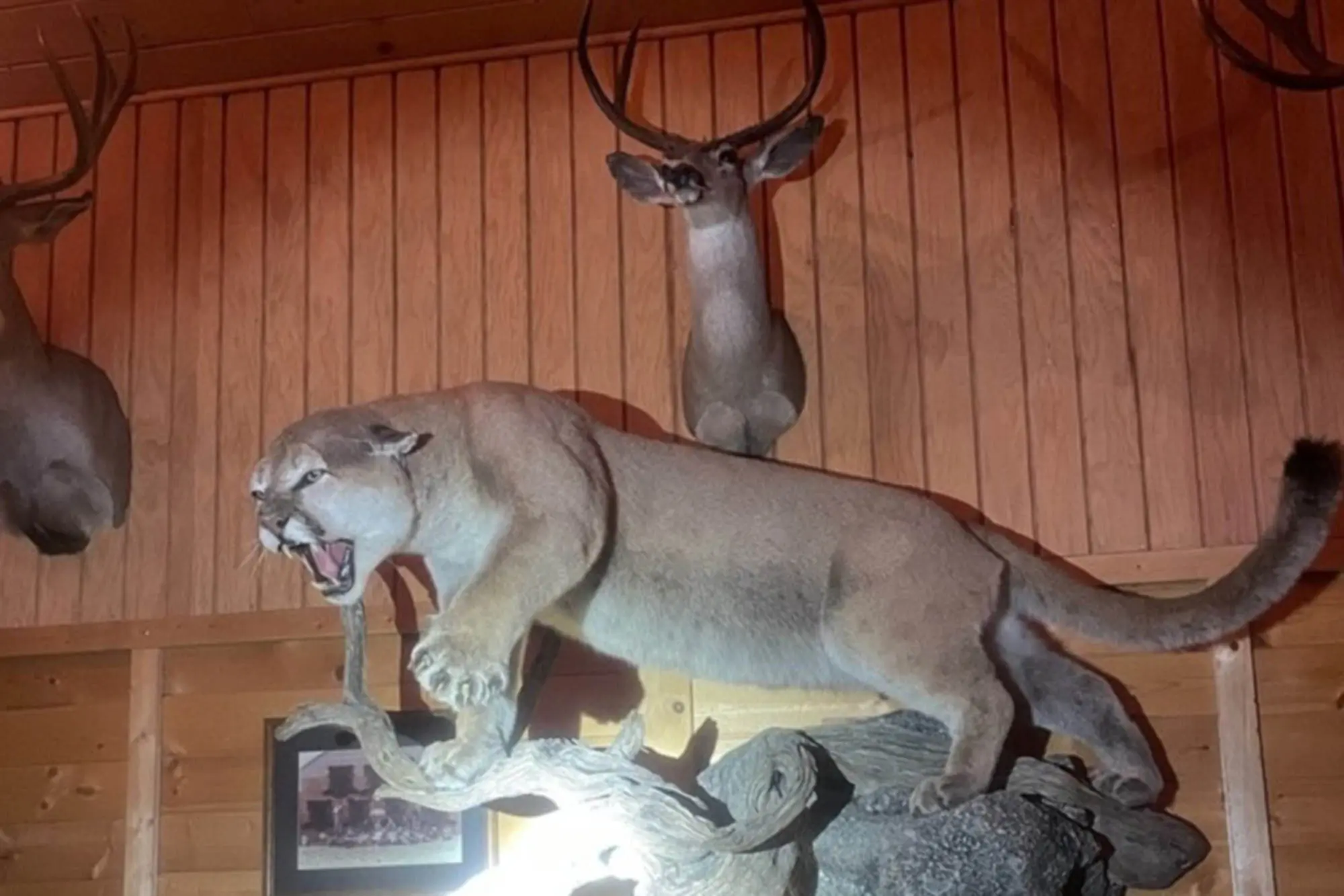 mountain lion trophy poaching california