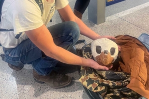 sea turtle skull poaching