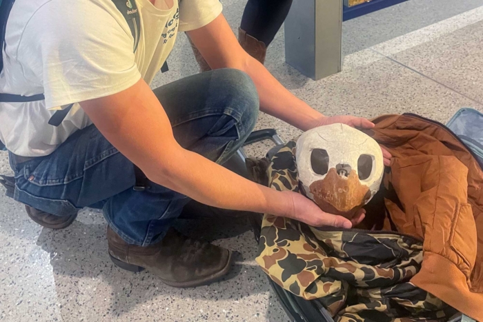 sea turtle skull poaching