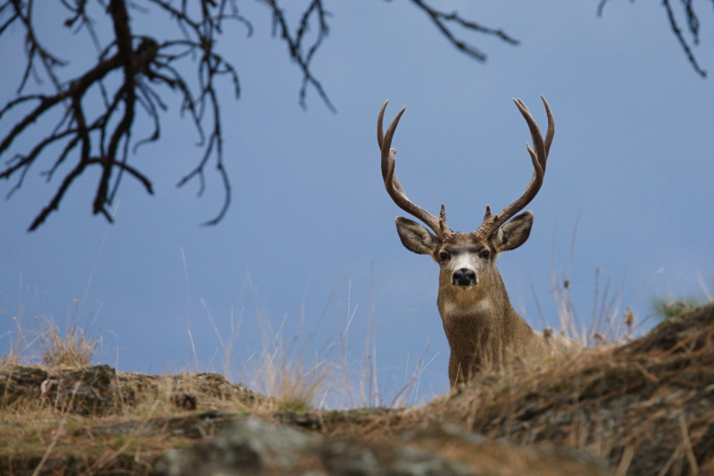 Planning to Hunt Utah? Expect Fees to Double