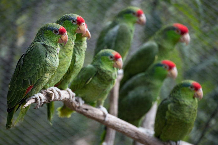Red Crowned Parrots