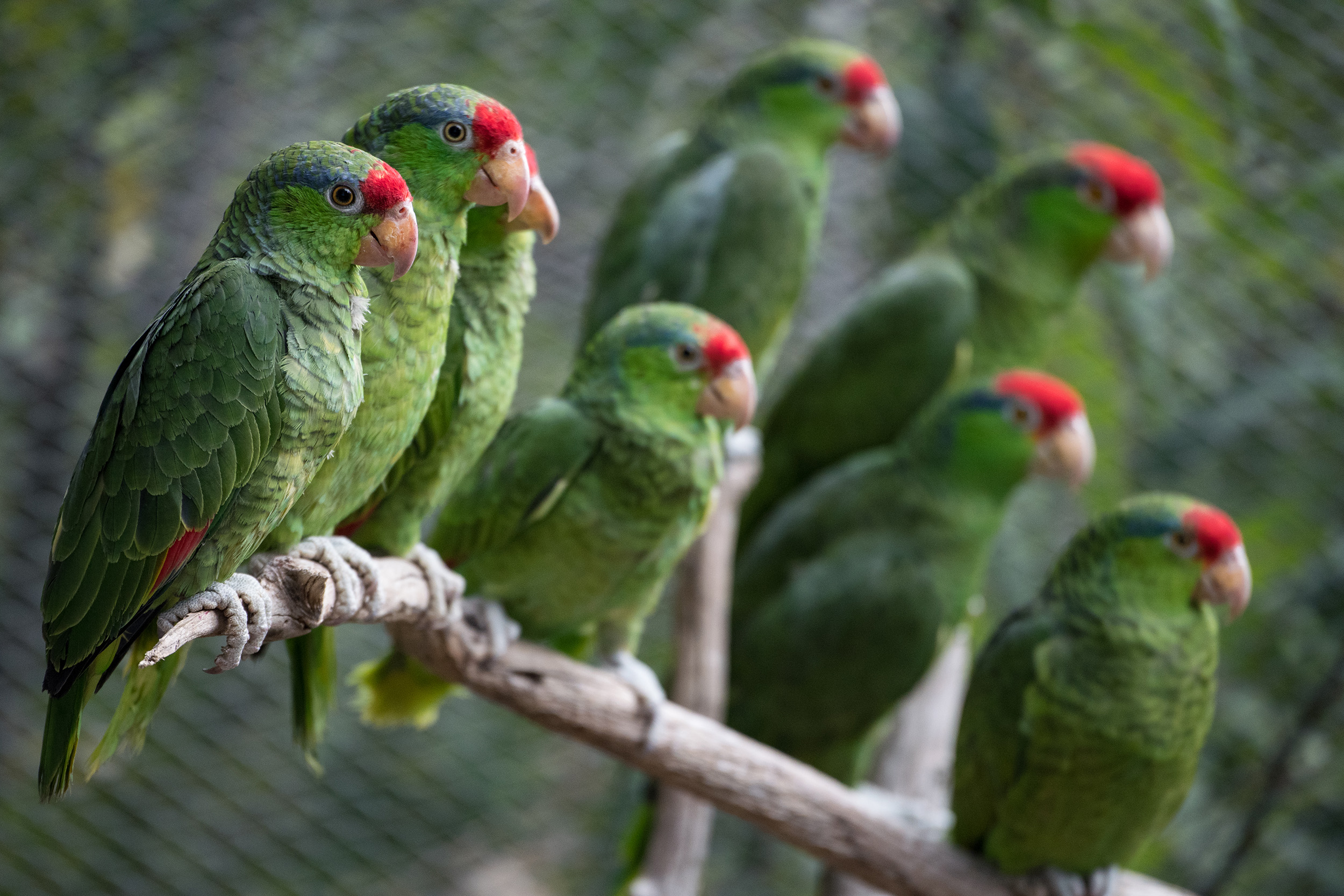 Red Crowned Parrots