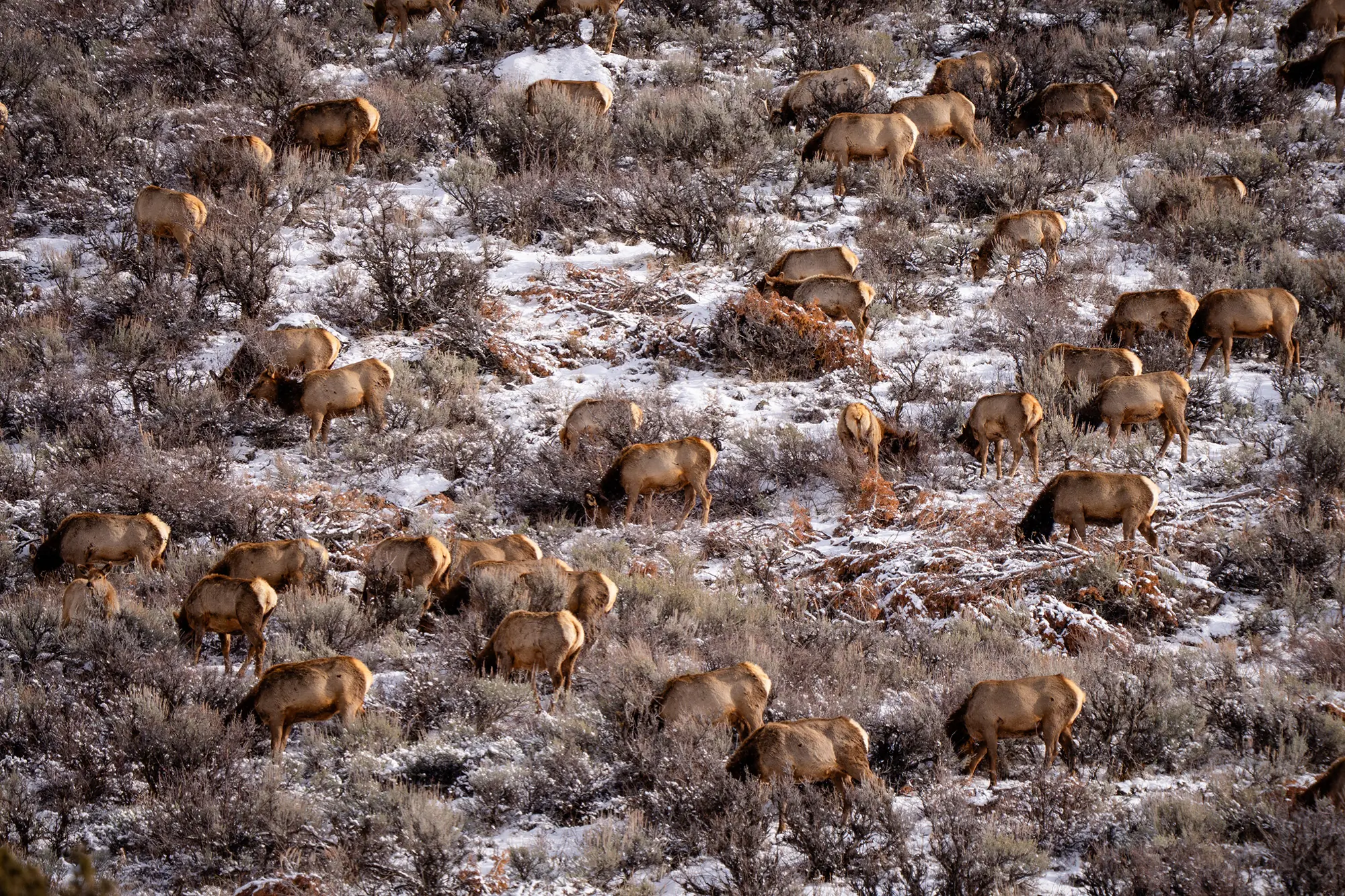 Utah Elk Herd