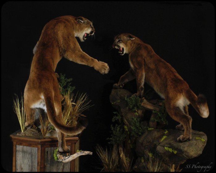 Schiermeier Taxidermy, Idaho Poaching Case