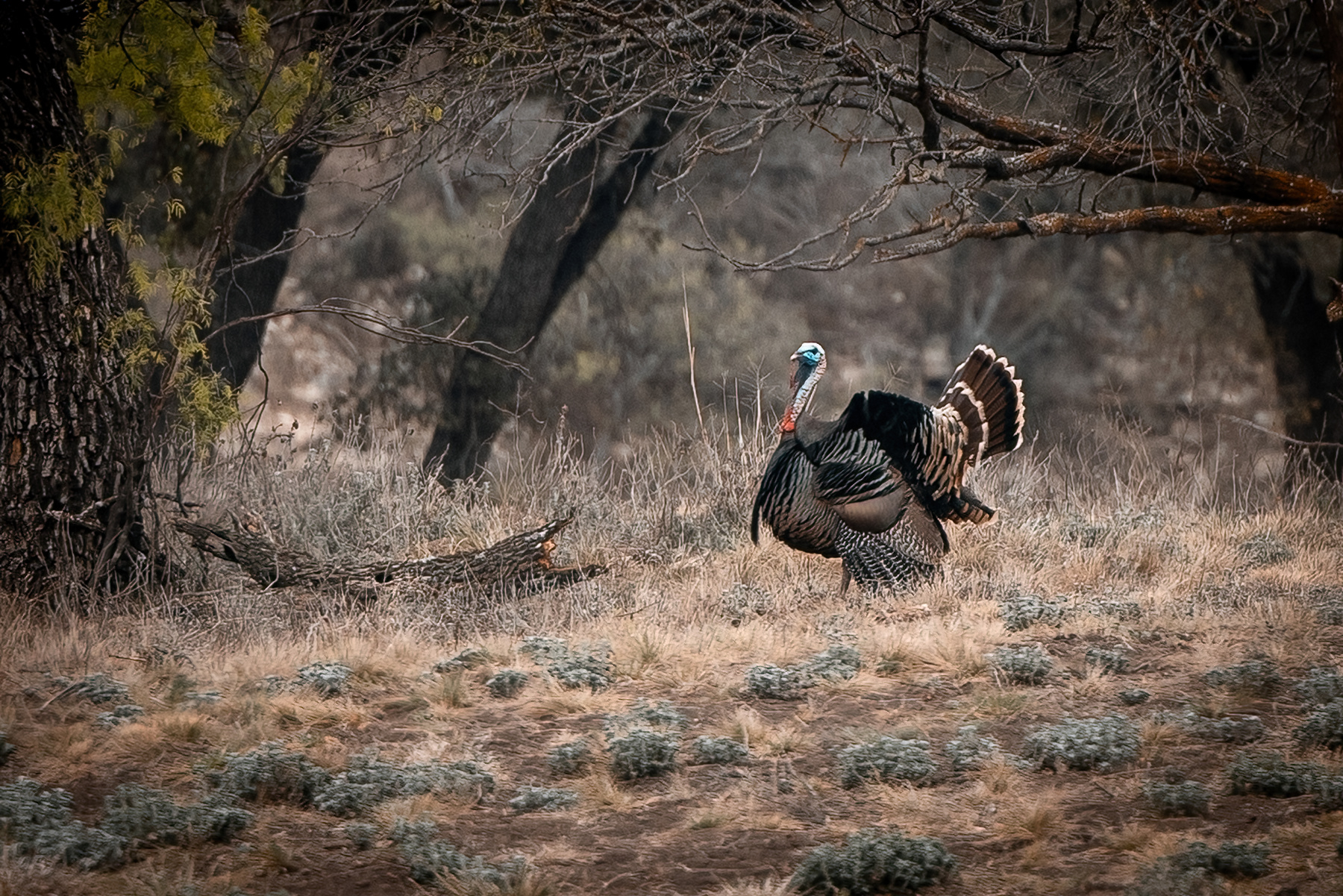 Turkey Hunting