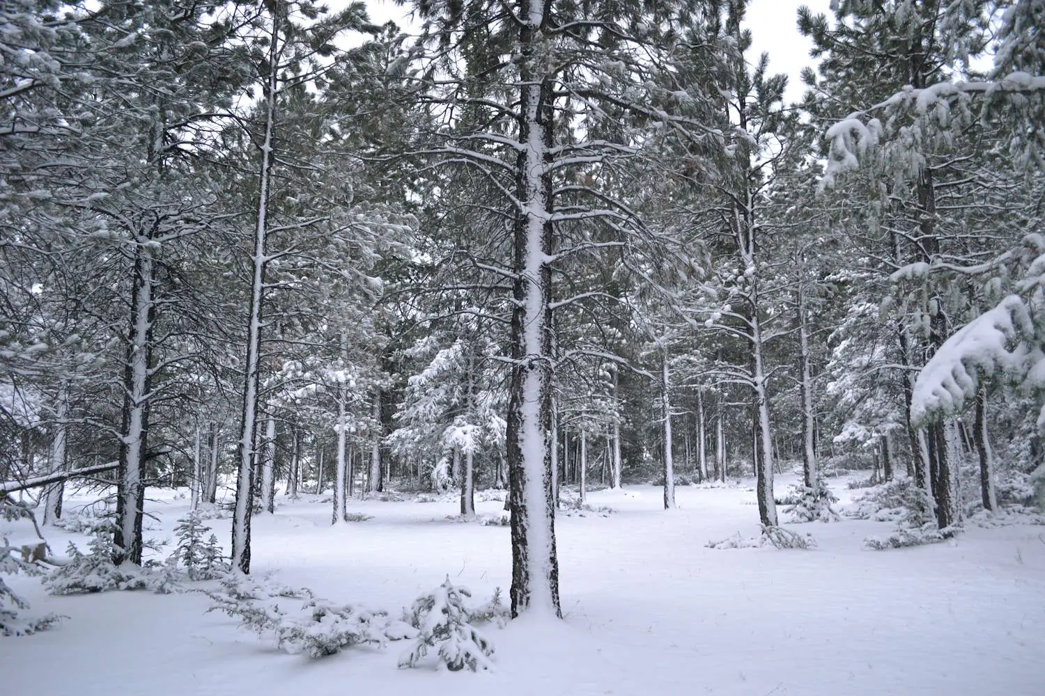 Snow-covered pine forest with trees dusted in white and a thick blanket of snow