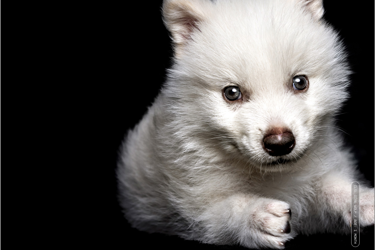 Romulus Dire Wolf Pup