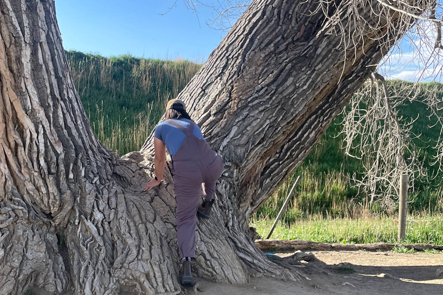 woman climbing tree wearing Gnara Ecotrek overalls