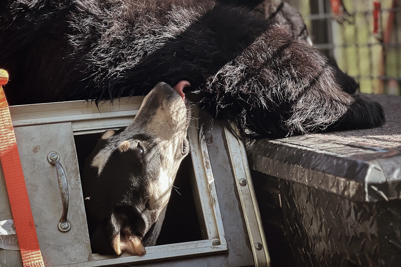 Bear hunting with the Garmin Alpha XL