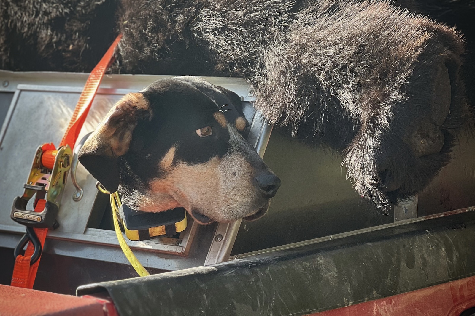 Garmin TT25 Collars on Hunting Hounds