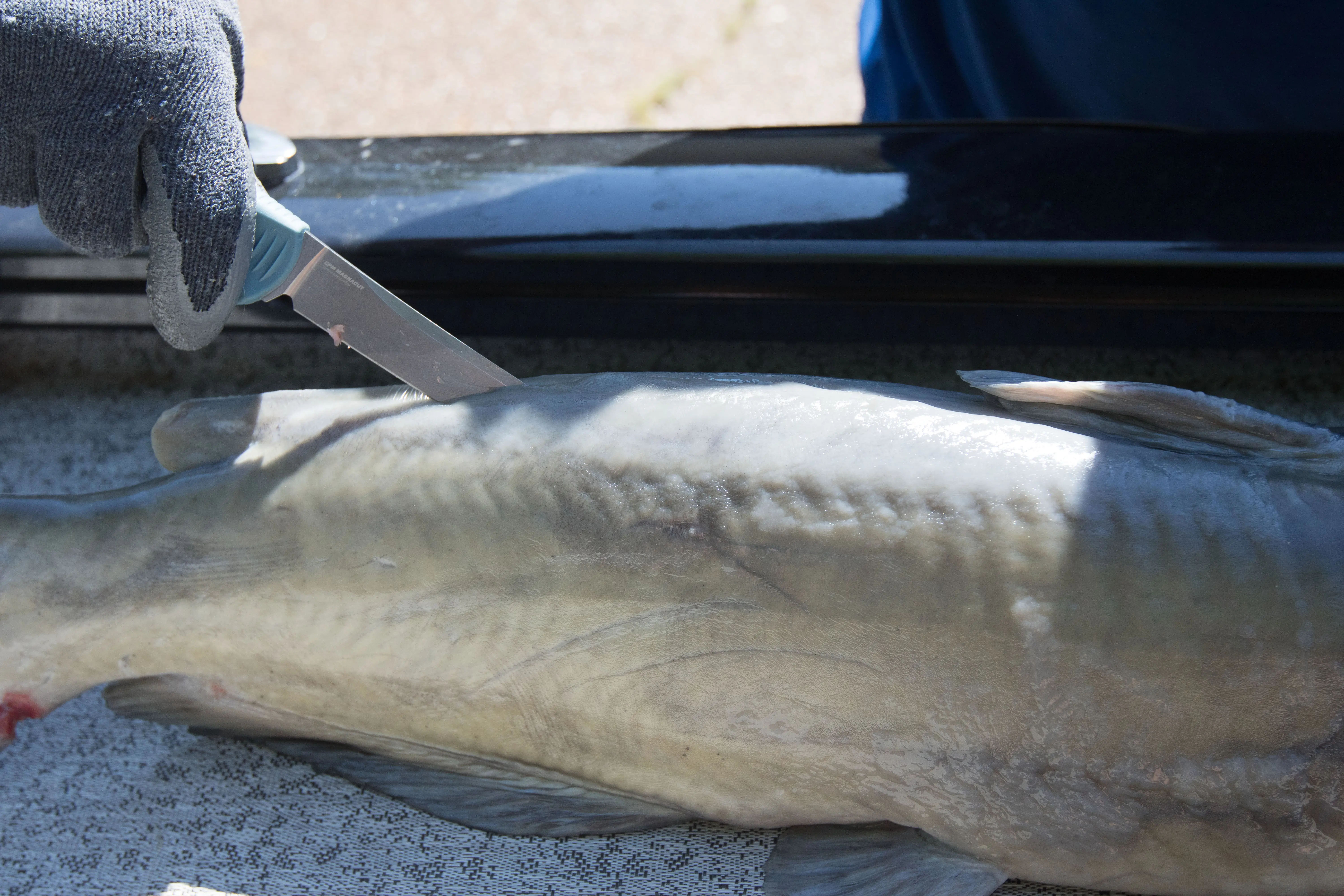 The Benchmade Fishcrafter filleting a catfish