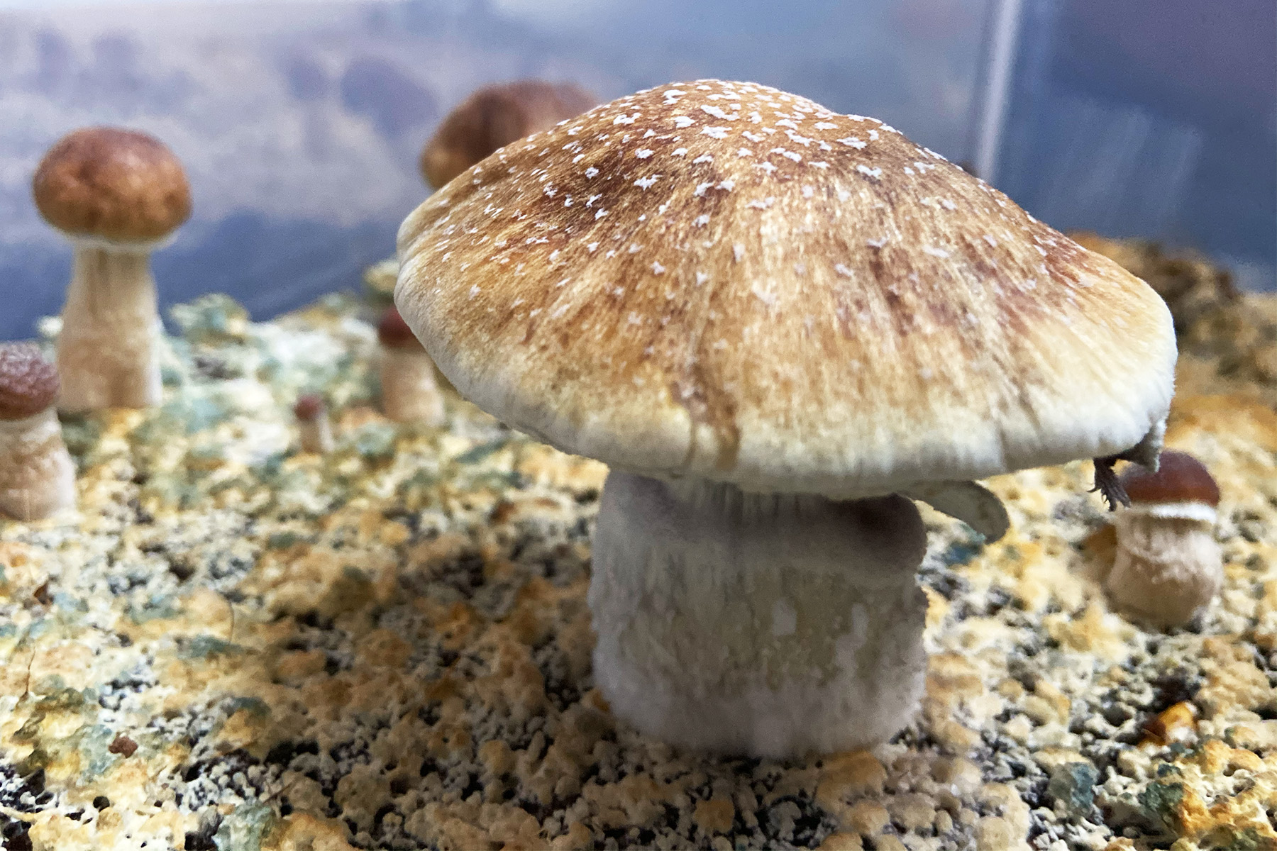 hikers psychedelic mushrooms