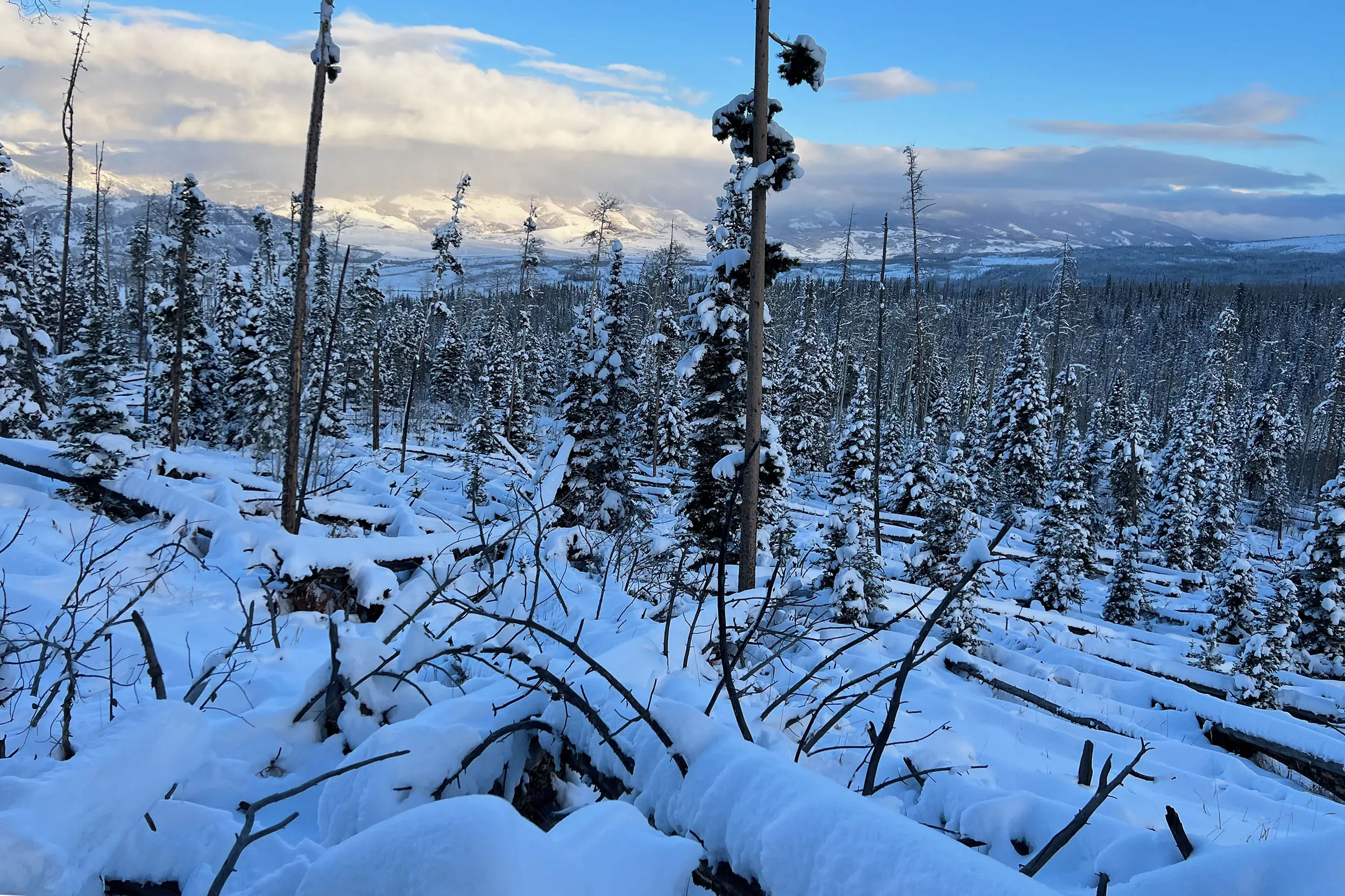 Deadfall pine trees covered in snow